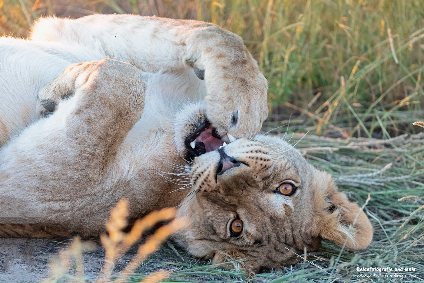 Löwenjunges - Löwe, Lion (Panthera leo)