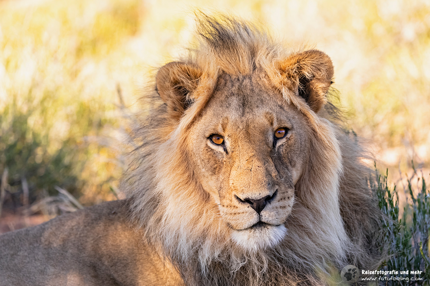 Pascha - Löwe, Lion (Panthera leo)