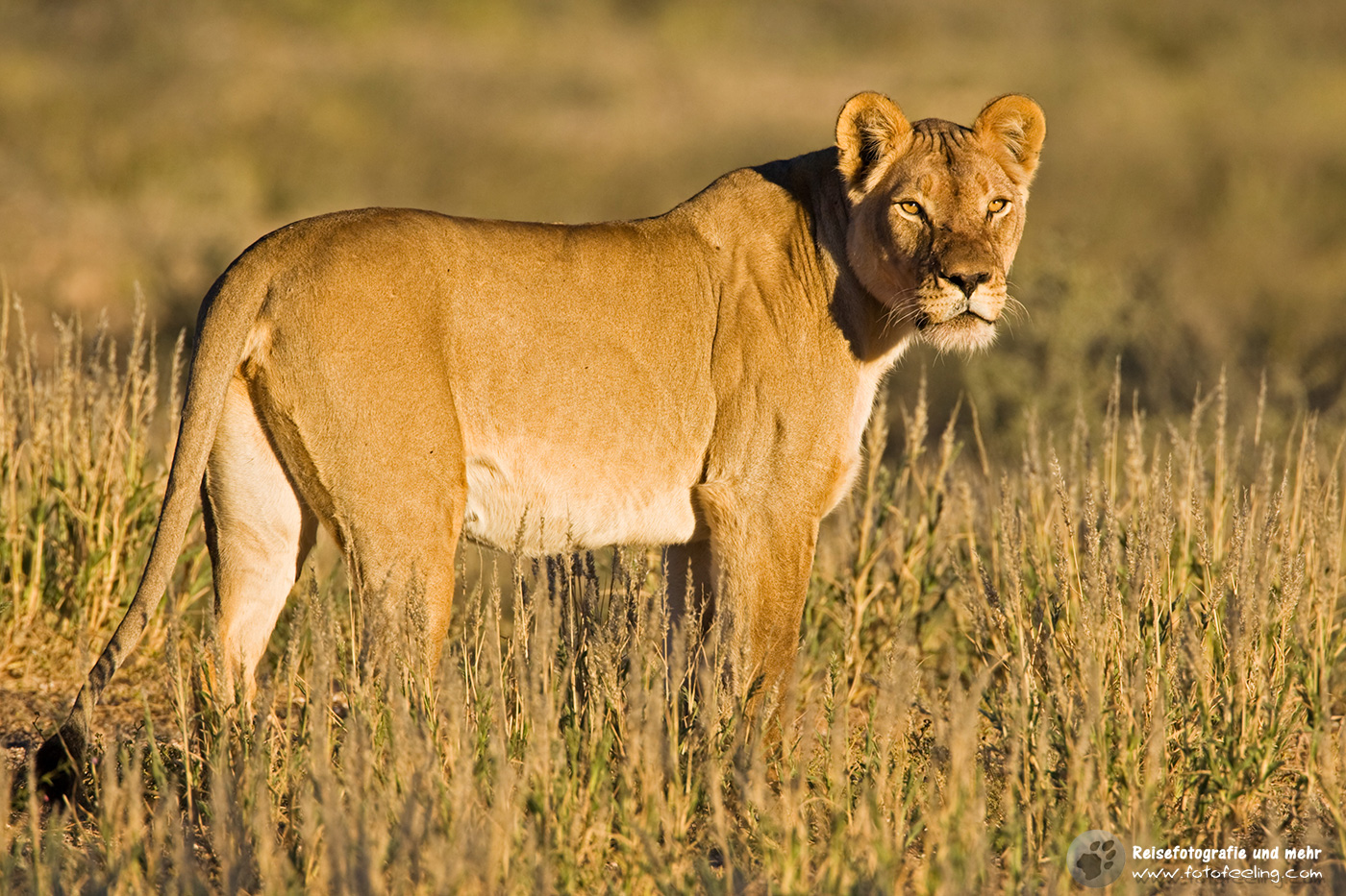 Löwin (Panthera leo)