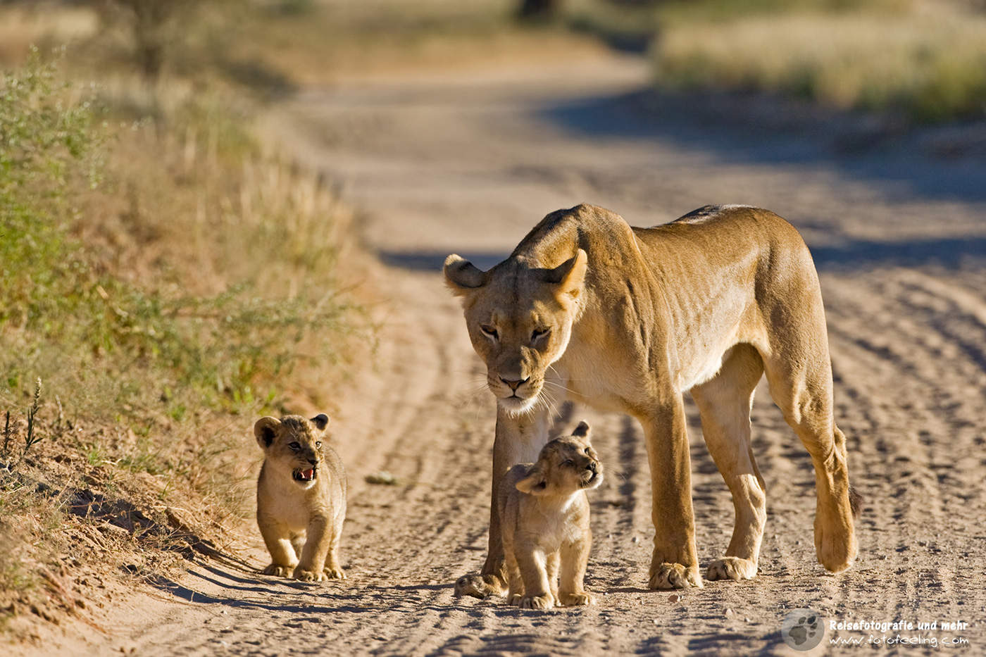 Löwin mit Jungen (Panthera leo)
