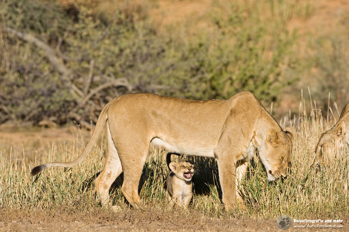 Löwin mit Jungen (Panthera leo)