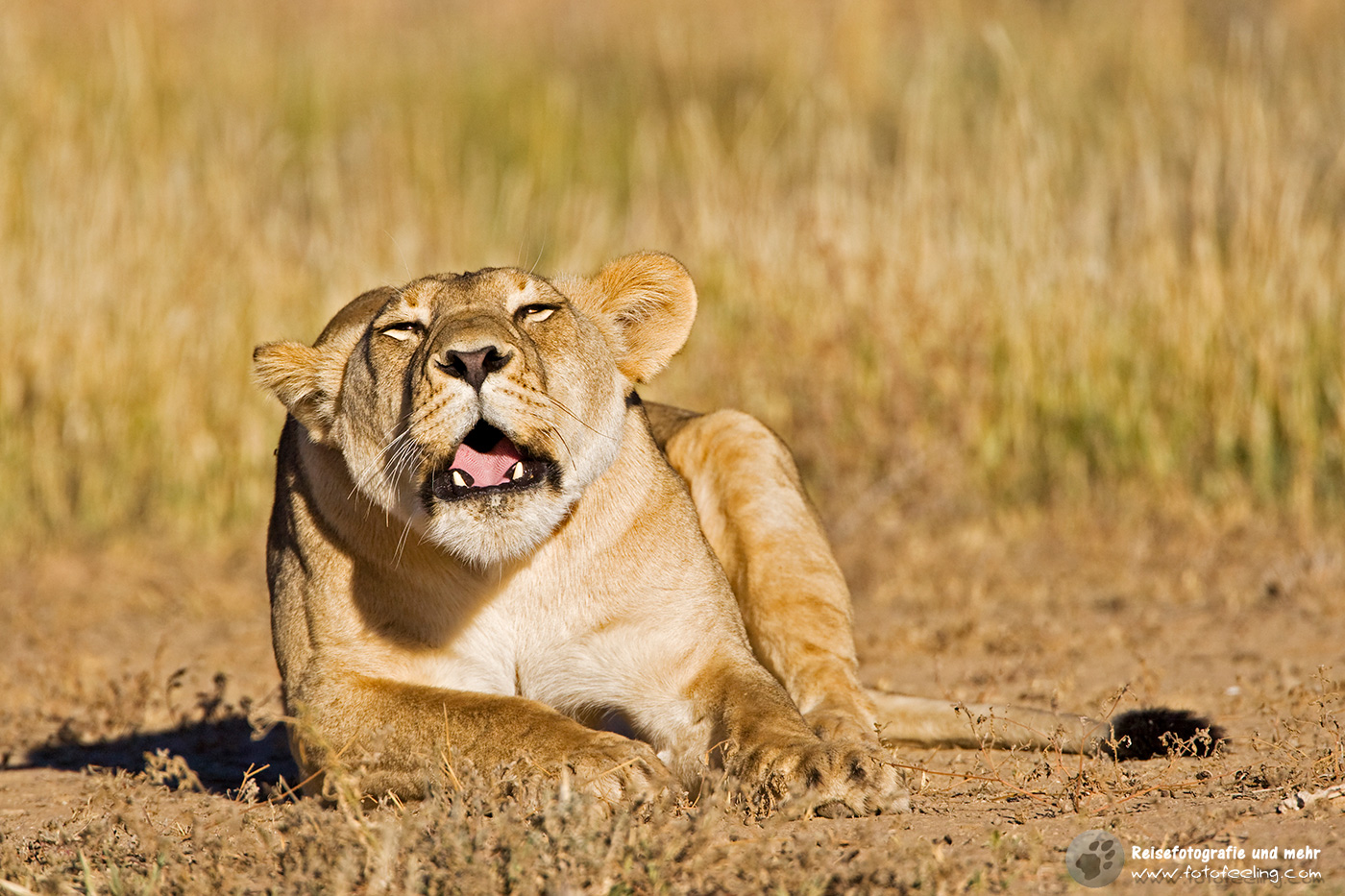 LRufende öwin (Panthera leo)