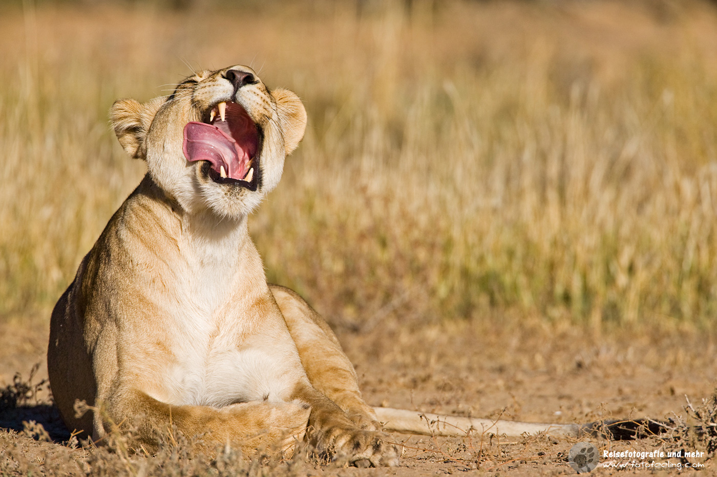 Gähnende Löwin (Panthera leo)