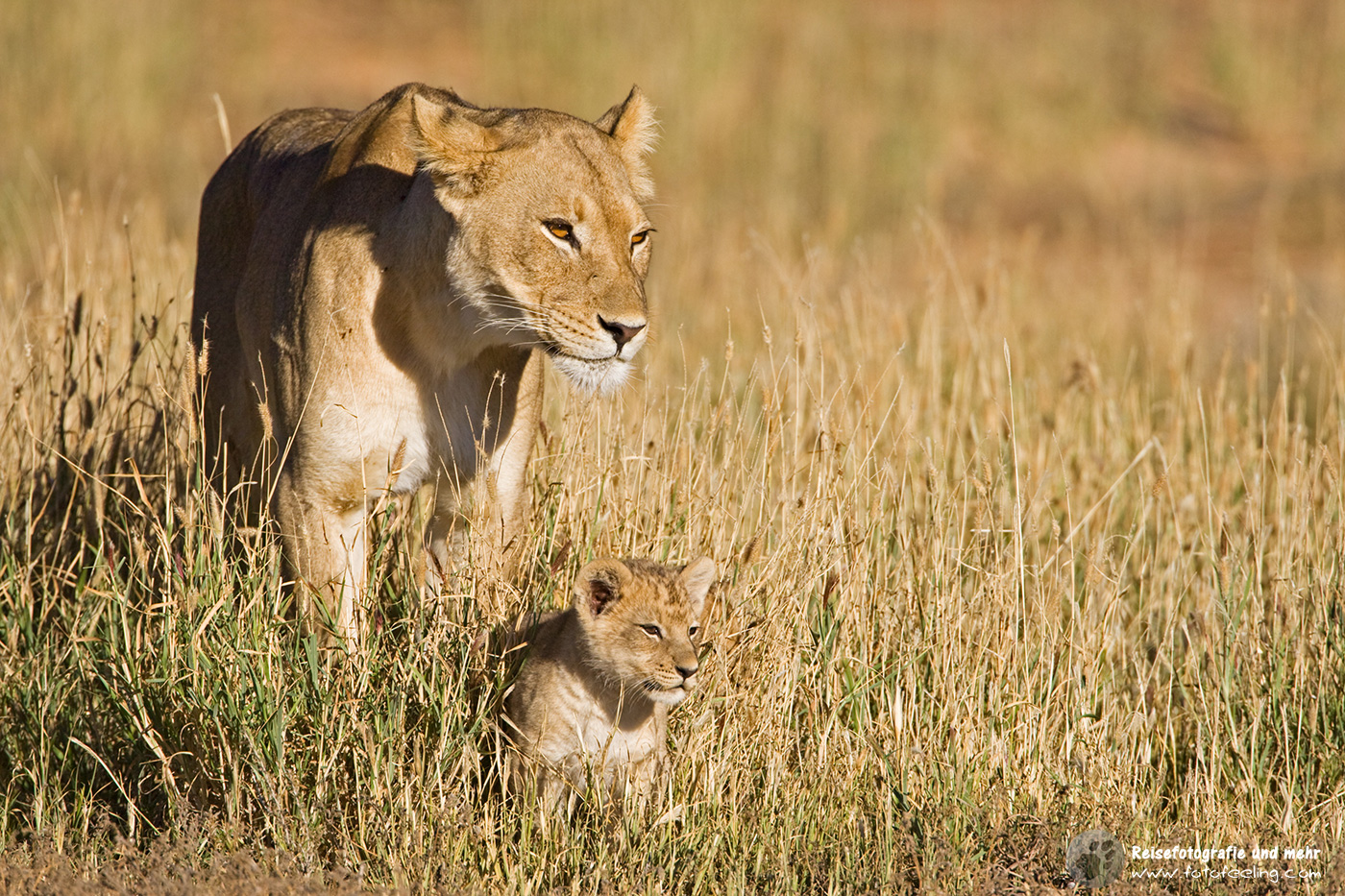 Löwin mit Jungen (Panthera leo)