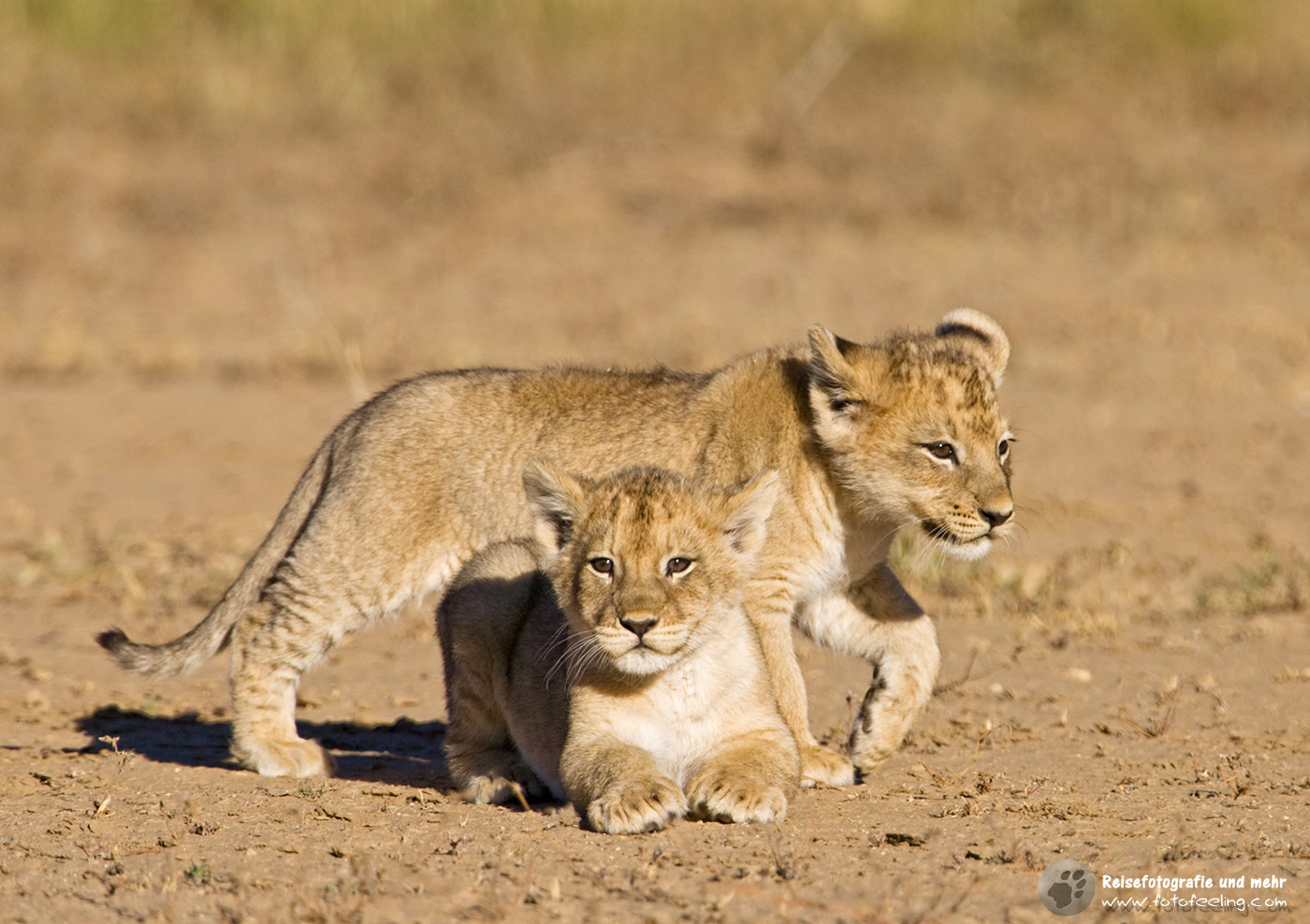 Löwen Junge (Panthera leo)