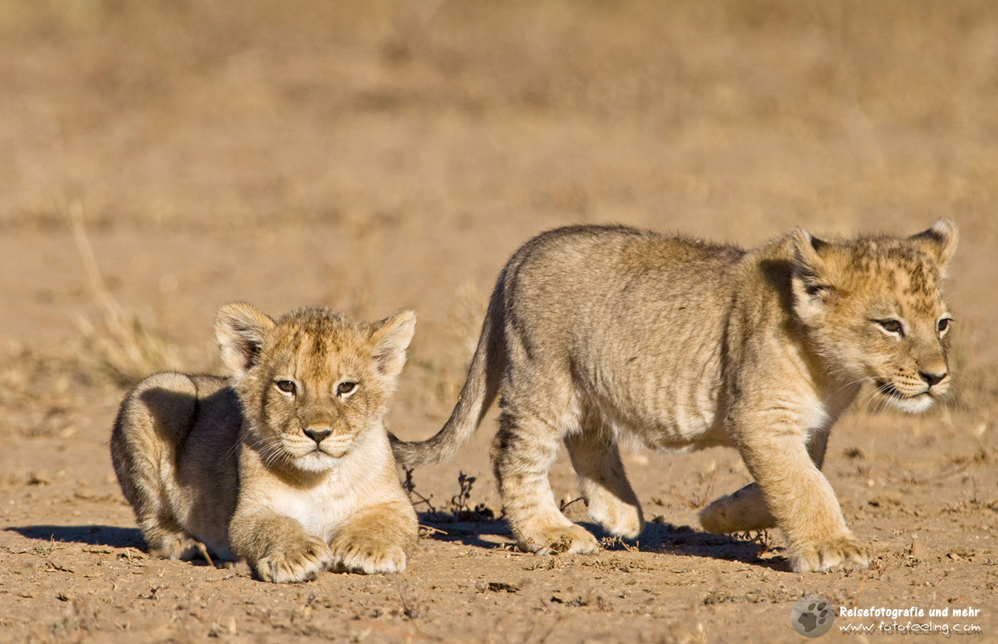 Löwen Junge  (Panthera leo)
