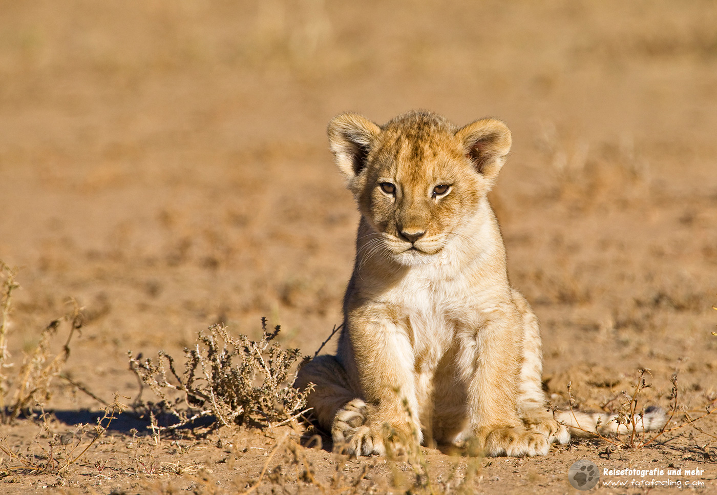 Löwen Junges  (Panthera leo)