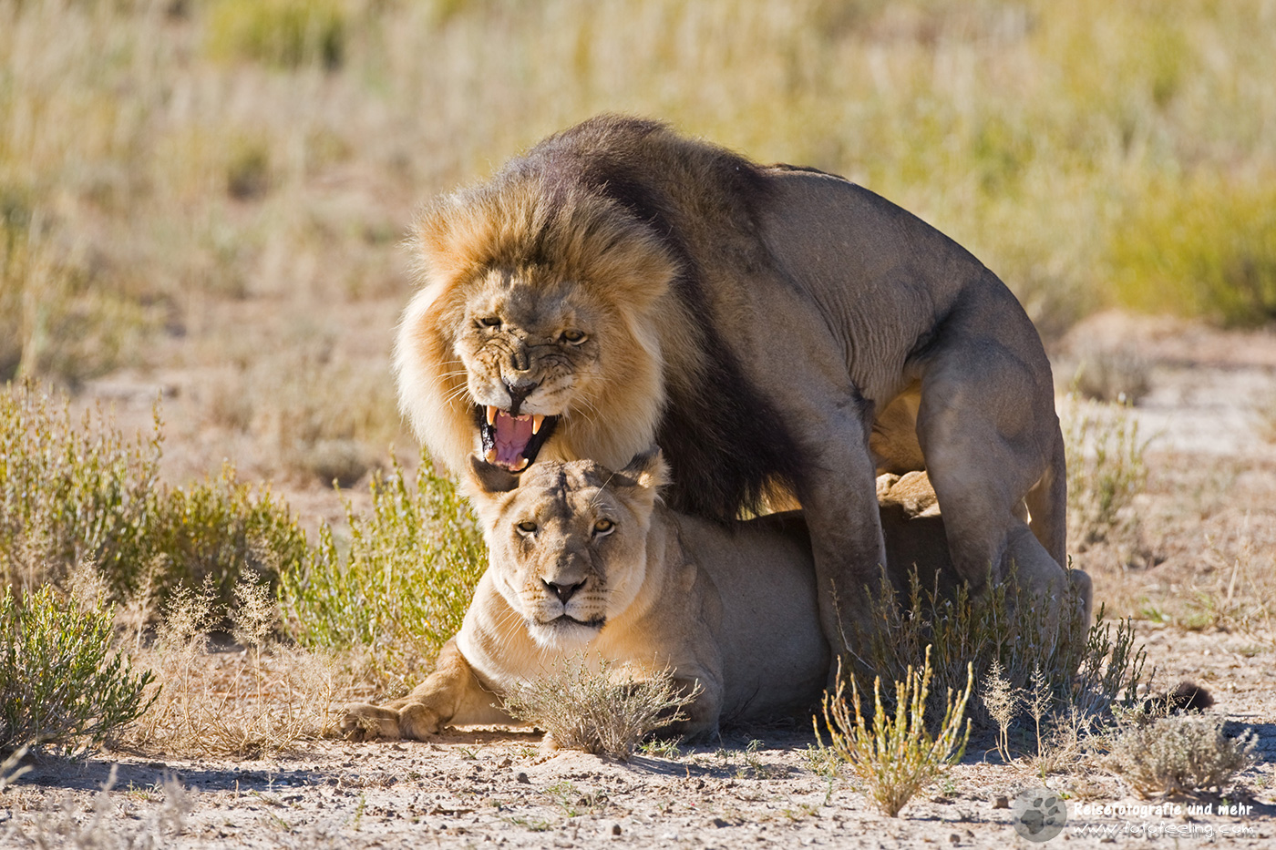 Löwen (Panthera leo) bei der Paarung