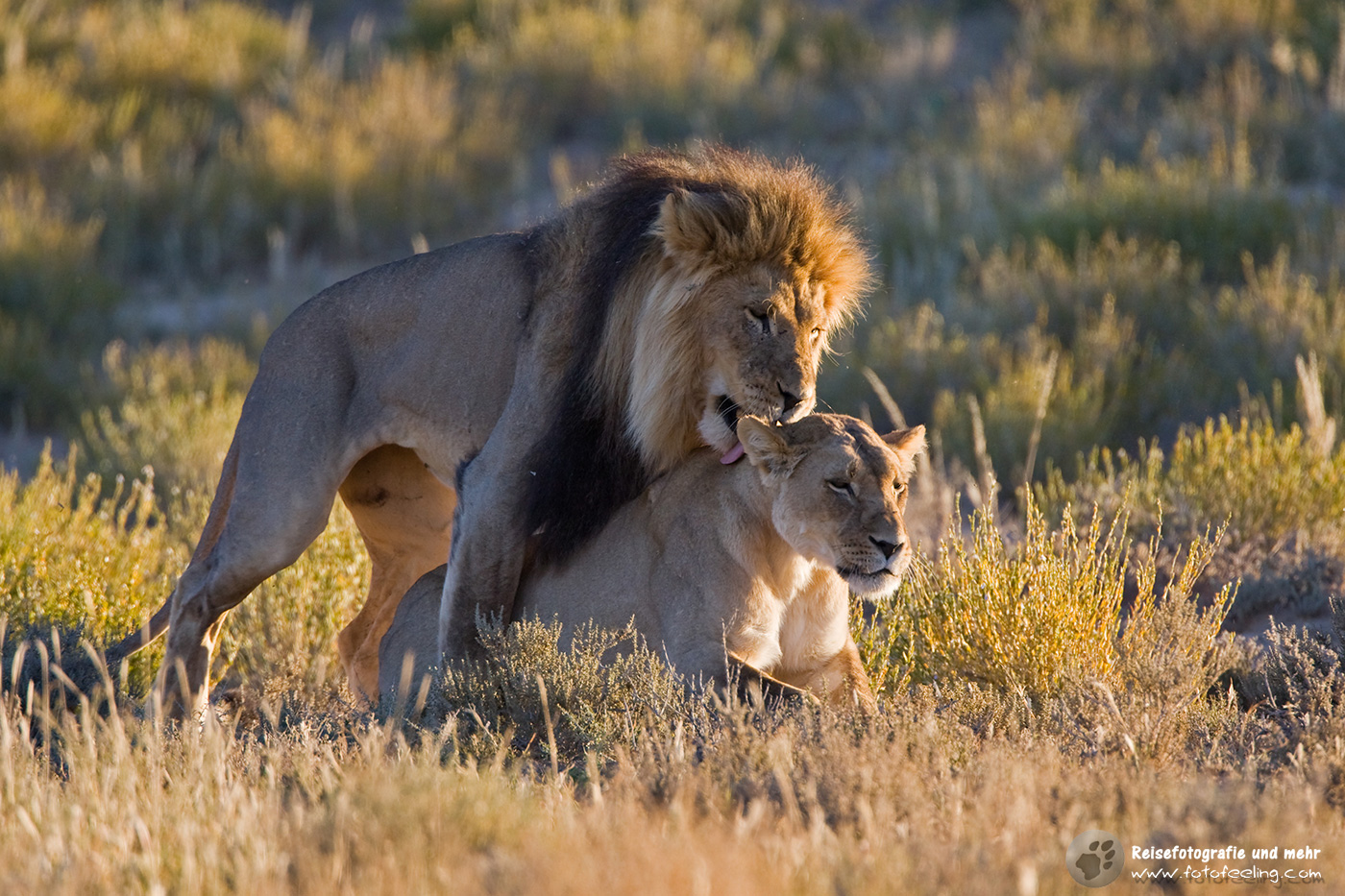 Löwen (Panthera leo) bei der Paarung