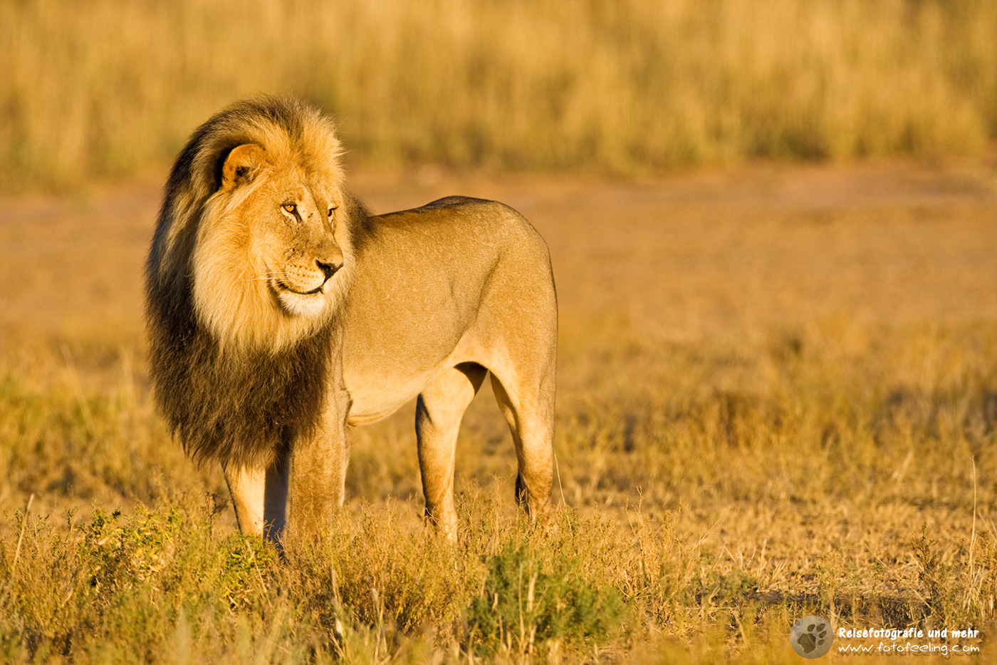 Löwe (Panthera leo)