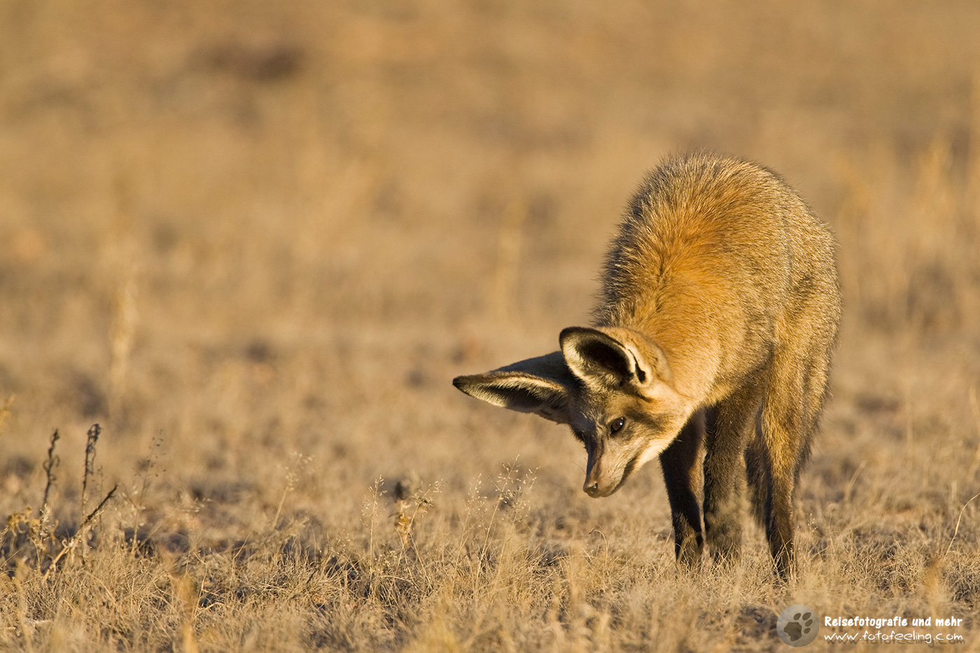 Löffelhund (Otocyon megalotis) auf Nahrungssuche