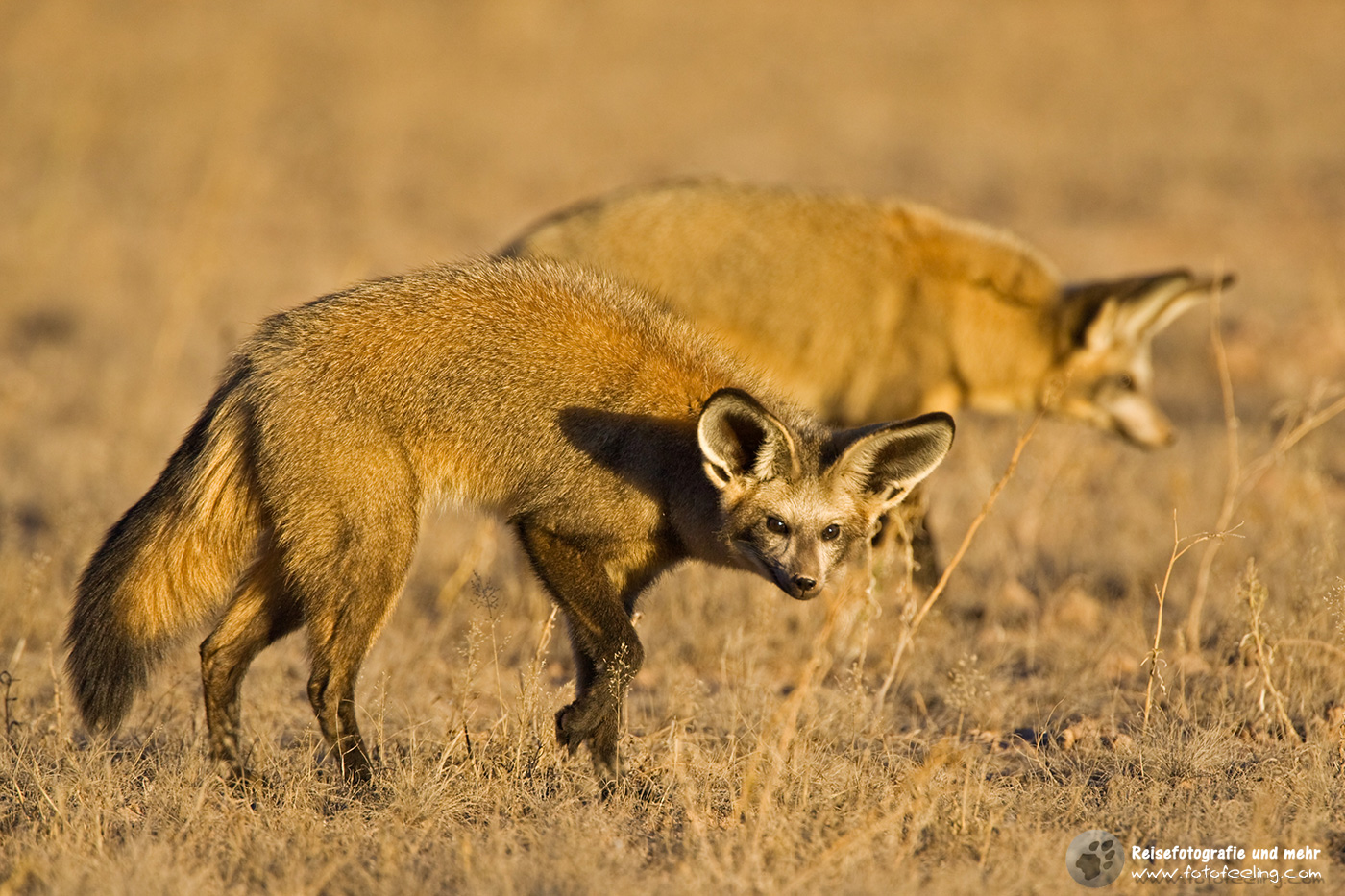 Löffelhunde (Otocyon megalotis) auf Nahrungssuche