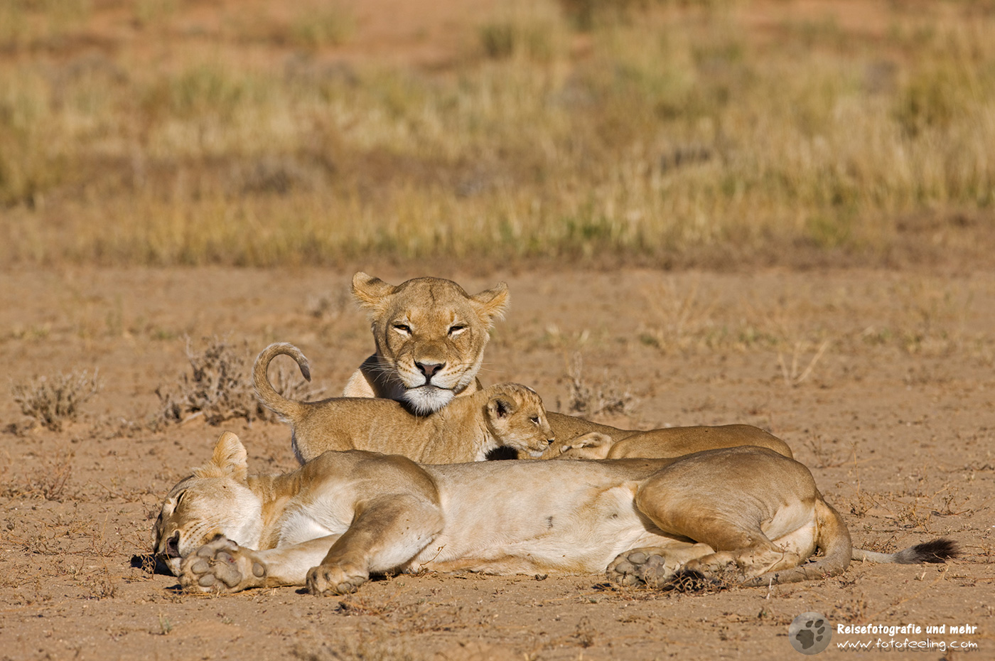 Löwen mit Jungtier (Panthera leo)