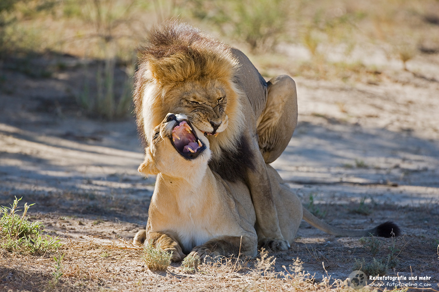 Löwen (Panthera leo) bei der Paarung