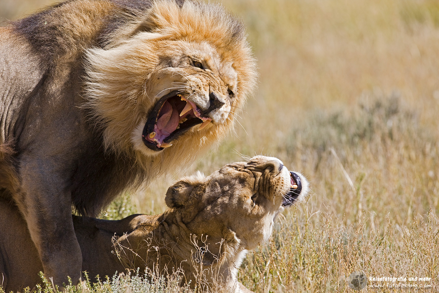 Löwen (Panthera leo) bei der Paarung