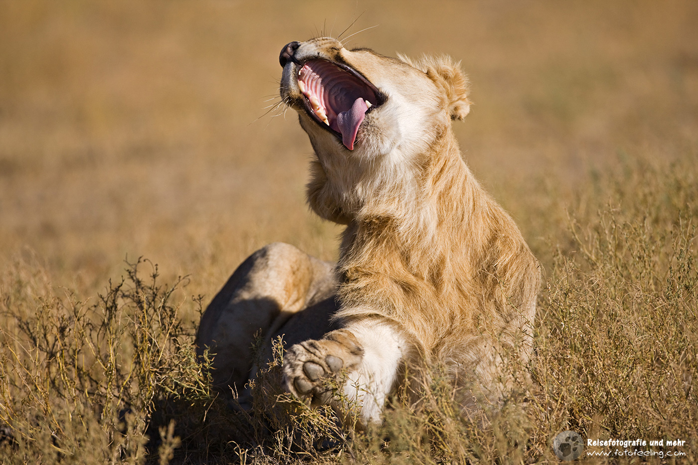 Gähnender Löwe (Panthera leo)