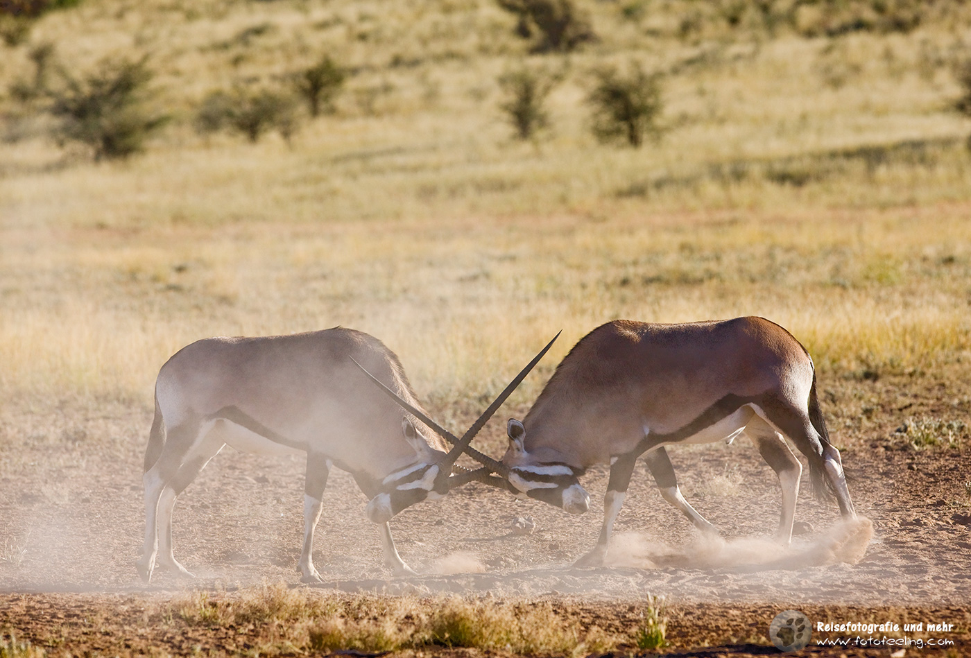 Kämpfende Oryxantilopen, Spießbock, (Oryx gazella)