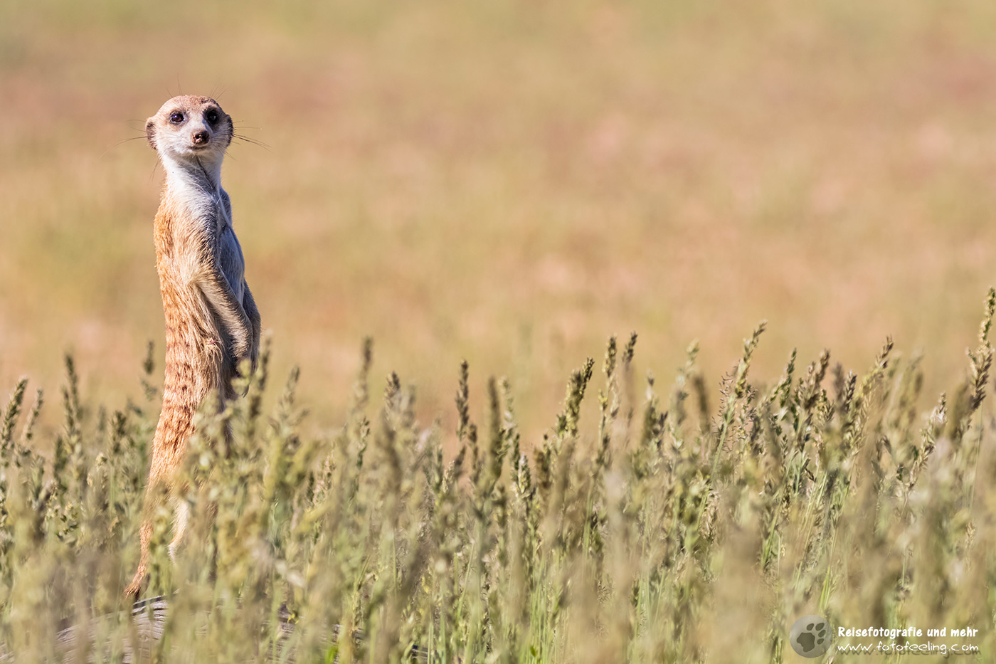 Erdmännchen, Manguste (Suricata suricatta)