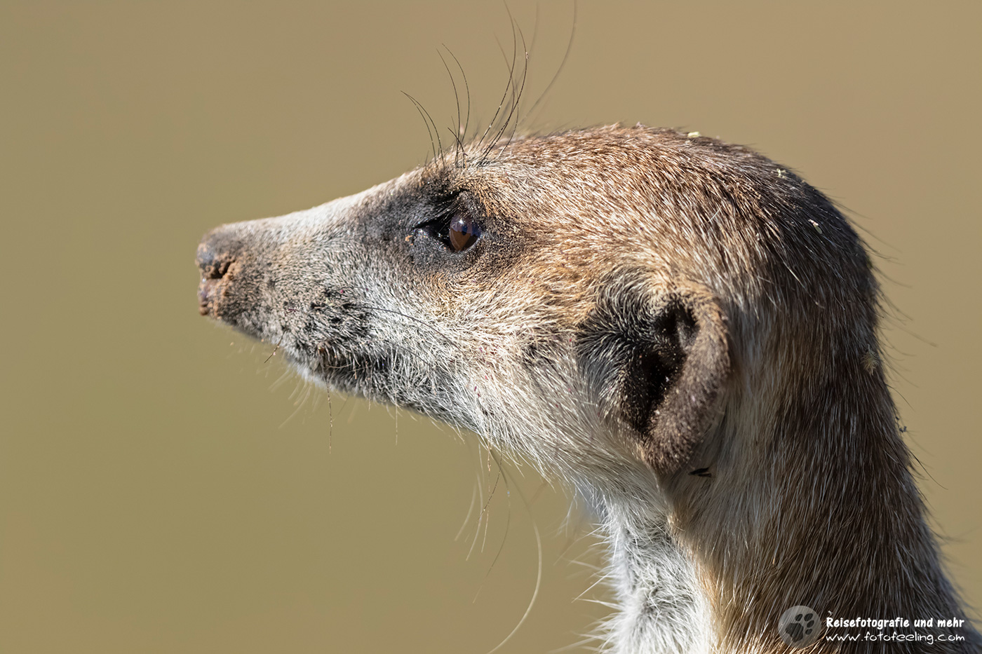Erdmännchen, Manguste (Suricata suricatta)
