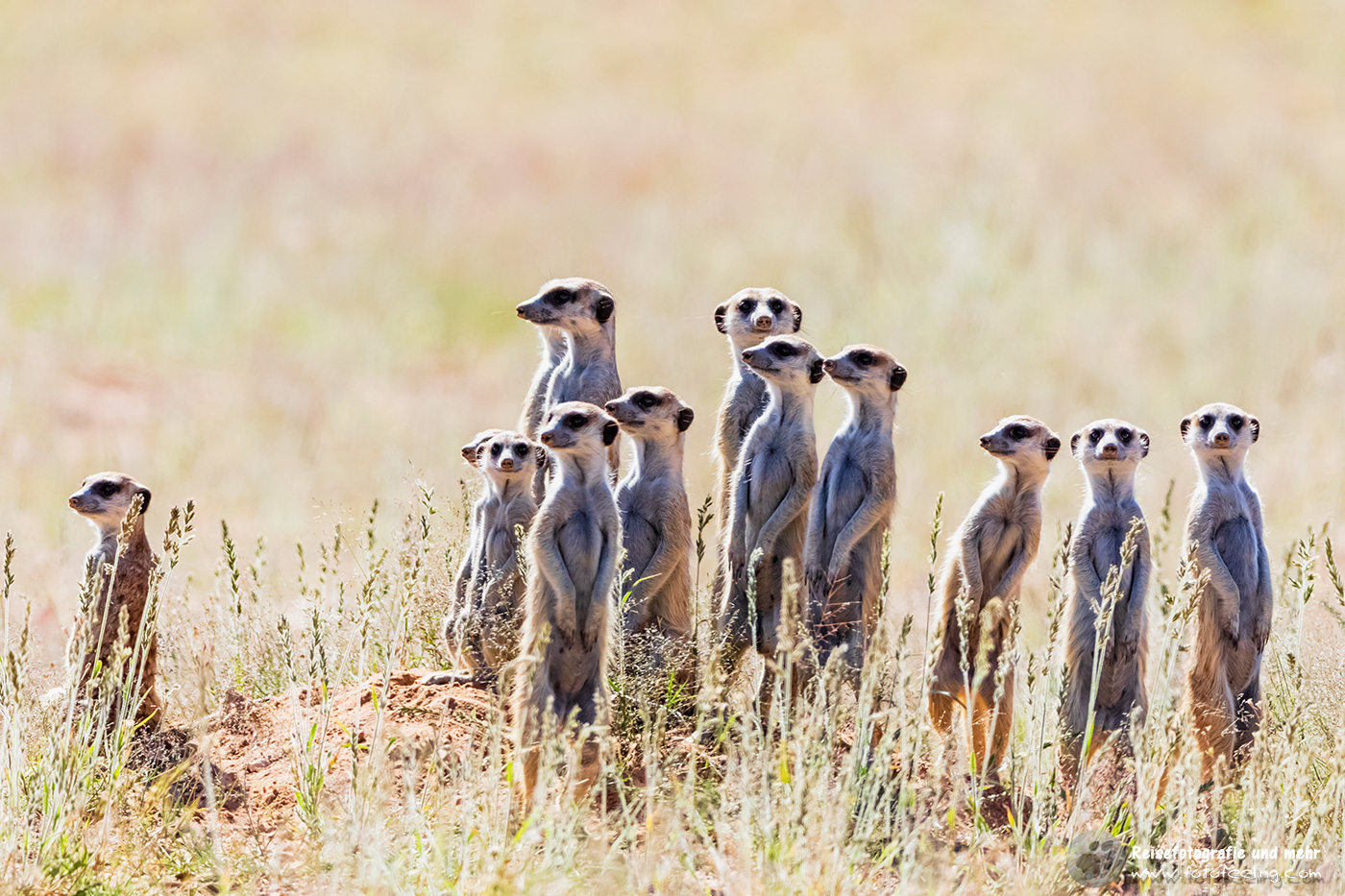 Erdmännchen, Manguste (Suricata suricatta)