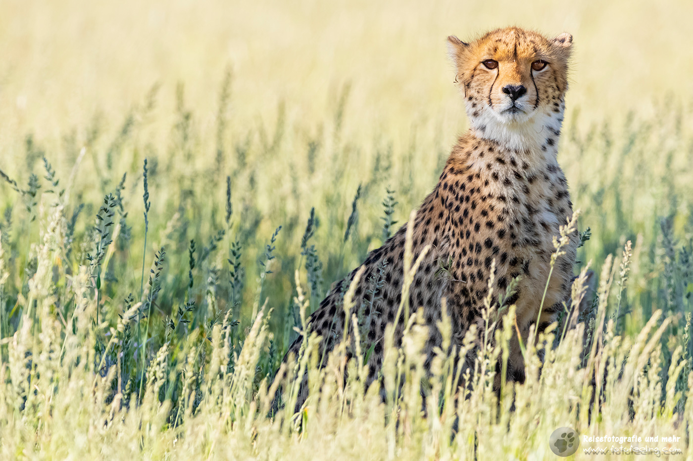 Gepard, Cheetah (Acinonyx jubatus)