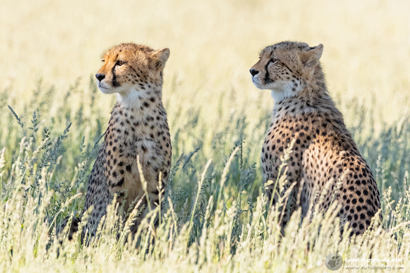 Gepard, Cheetah (Acinonyx jubatus)