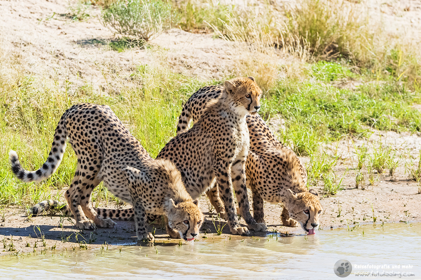 Gepard, Cheetah (Acinonyx jubatus) Mutter mit zwei Jungtieren
