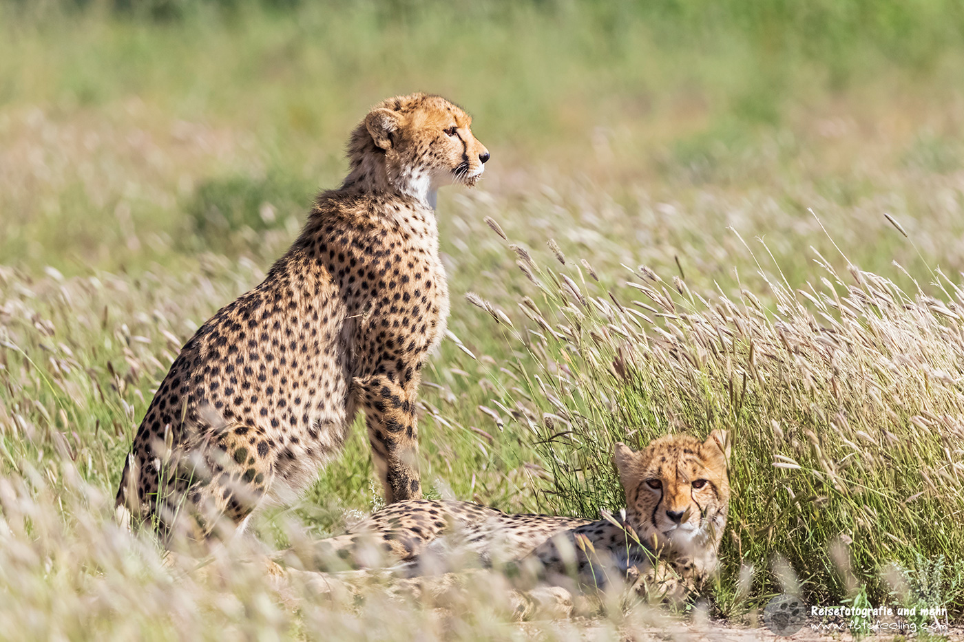 Gepard, Cheetah (Acinonyx jubatus)