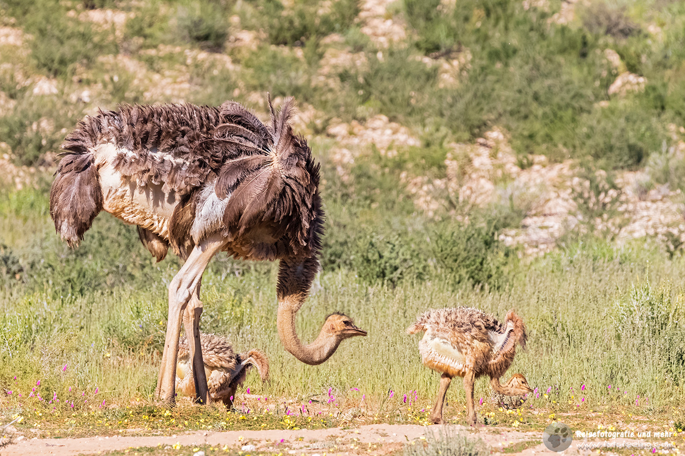 Afrikanische Strauß (Struthio camelus) mit Kücken