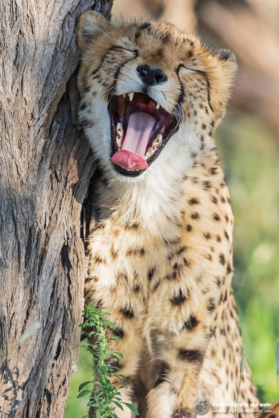 Gepard, Cheetah (Acinonyx jubatus)