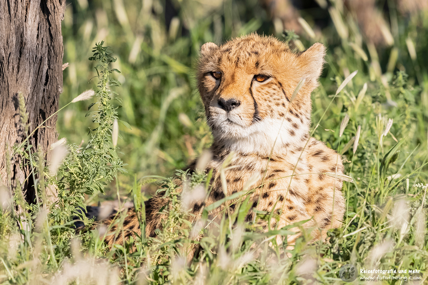 Gepard, Cheetah (Acinonyx jubatus)