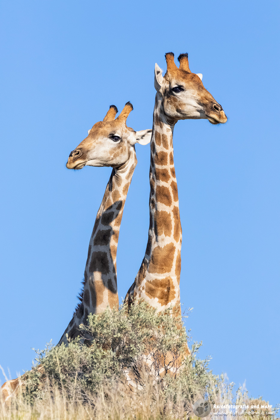 Giraffen, (Giraffa camelopardalis)