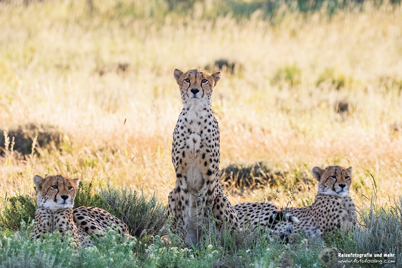 Gepard, Cheetah (Acinonyx jubatus) Mutter mit zwei Jungtieren