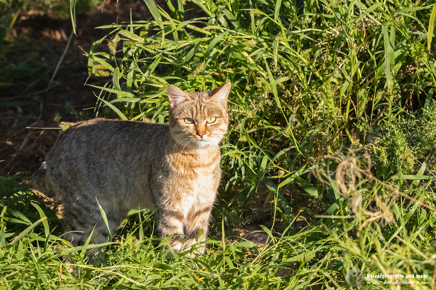 Afrikanische Wildkatze oder Falbkatze, (Felis silvestris lybica)