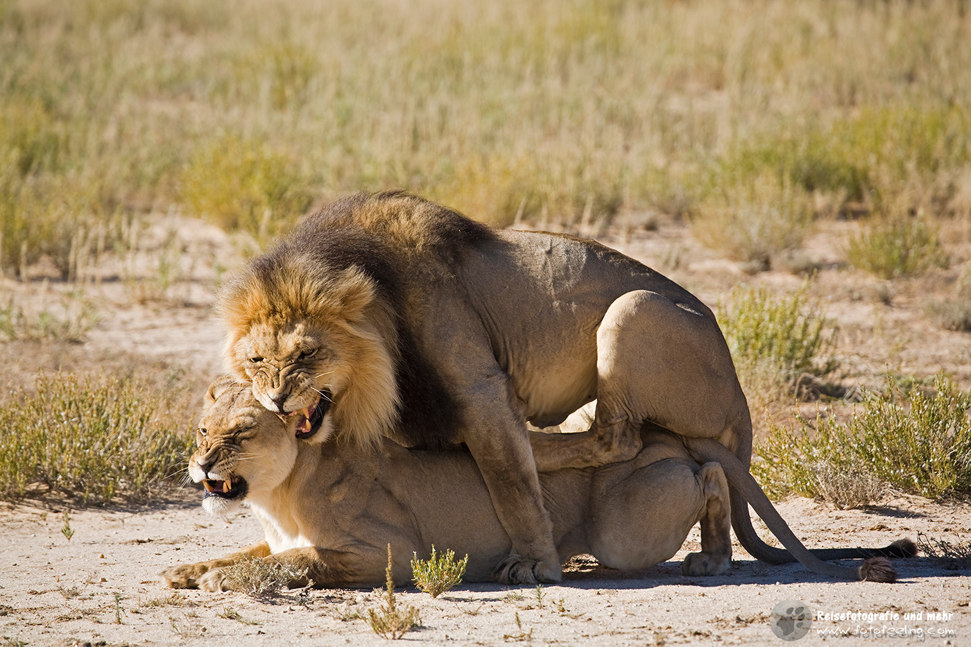 Löwen (Panthera leo) bei der Paarung
