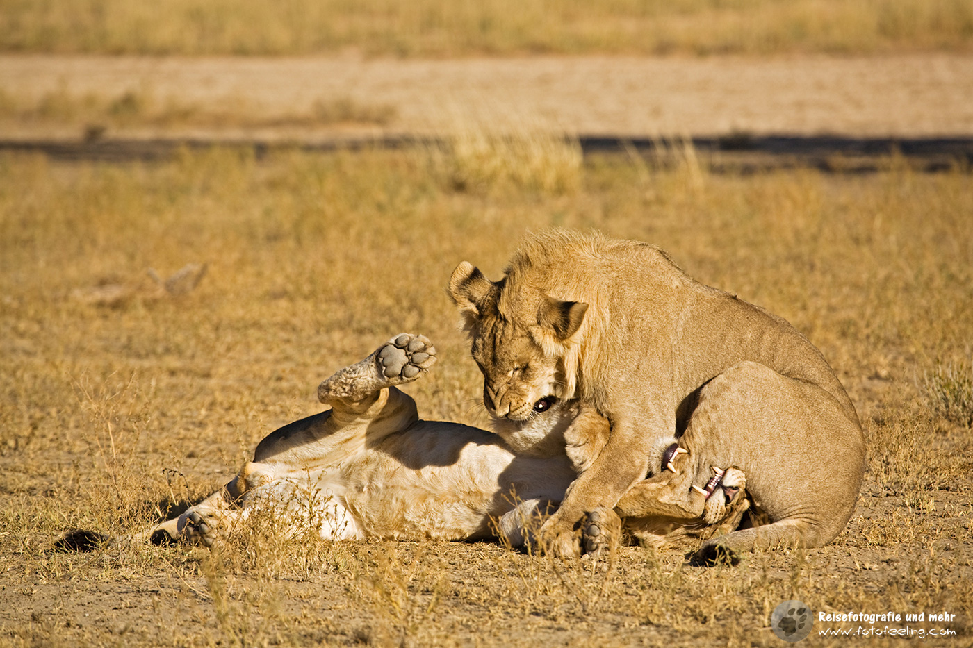 Spielende Löwe (Panthera leo)