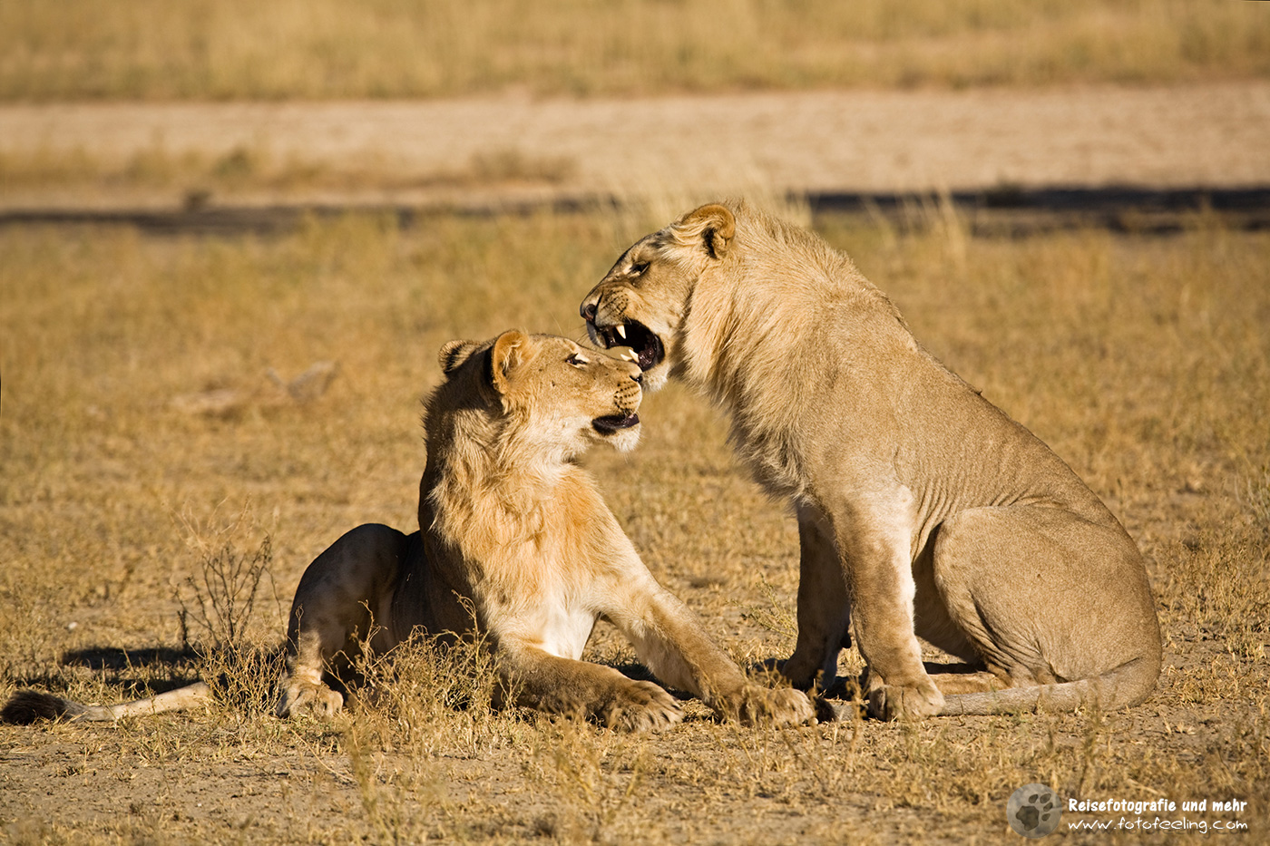 Spielende Löwe (Panthera leo)
