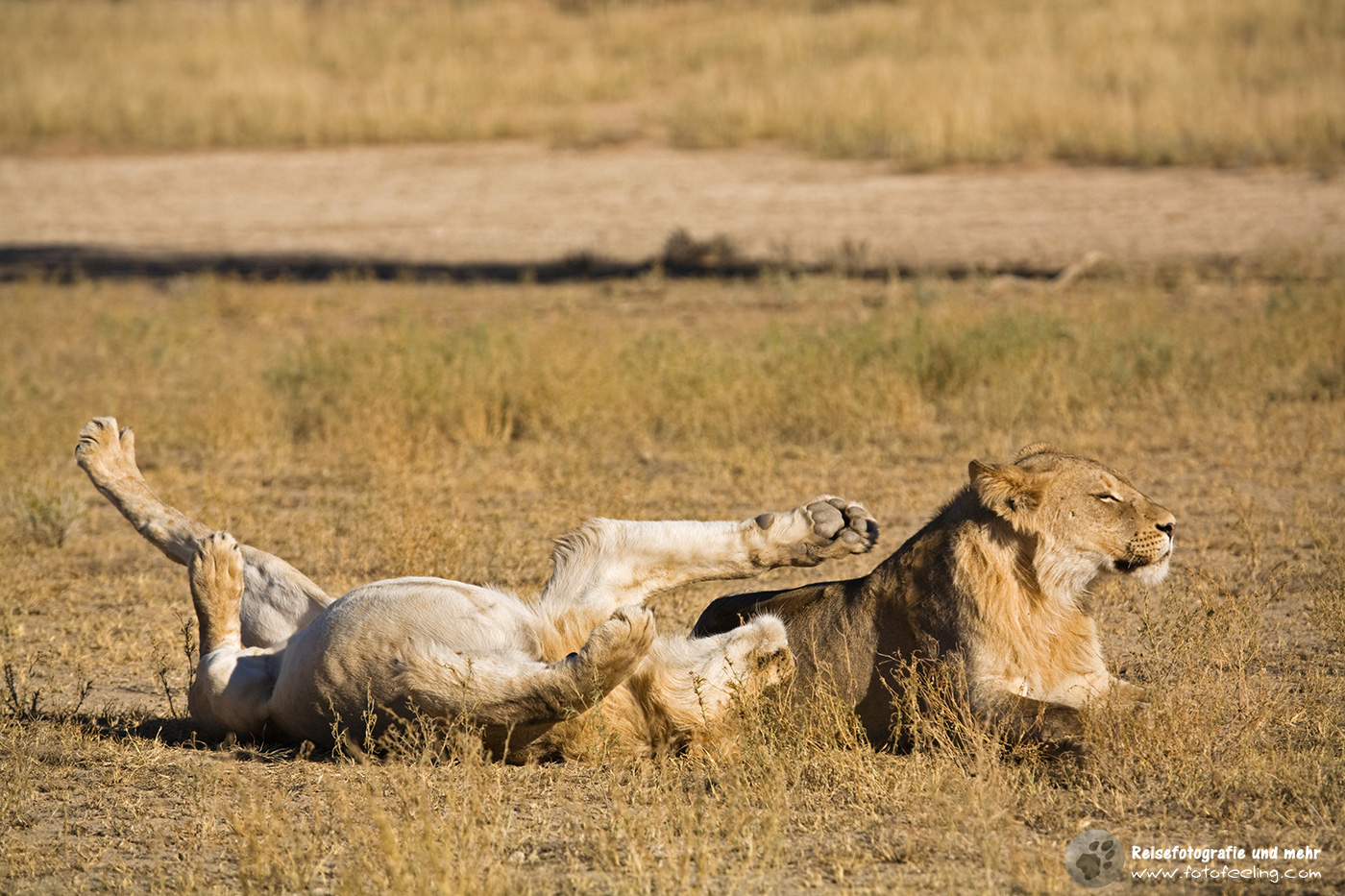 Spielende Löwe (Panthera leo)