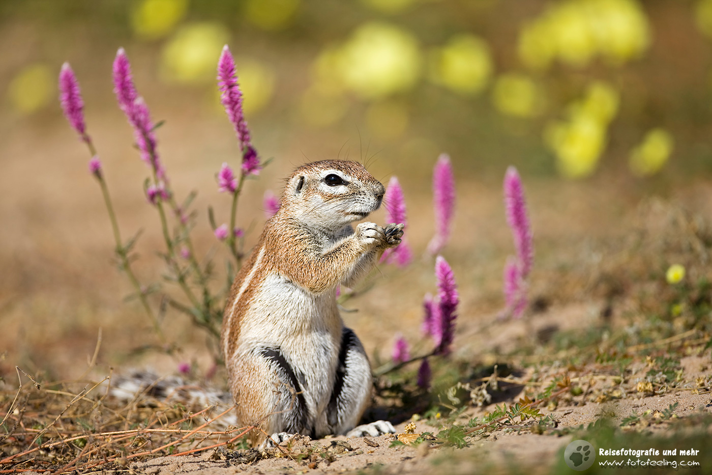 Afrikanisches Borstenhörnchen (Xerus)