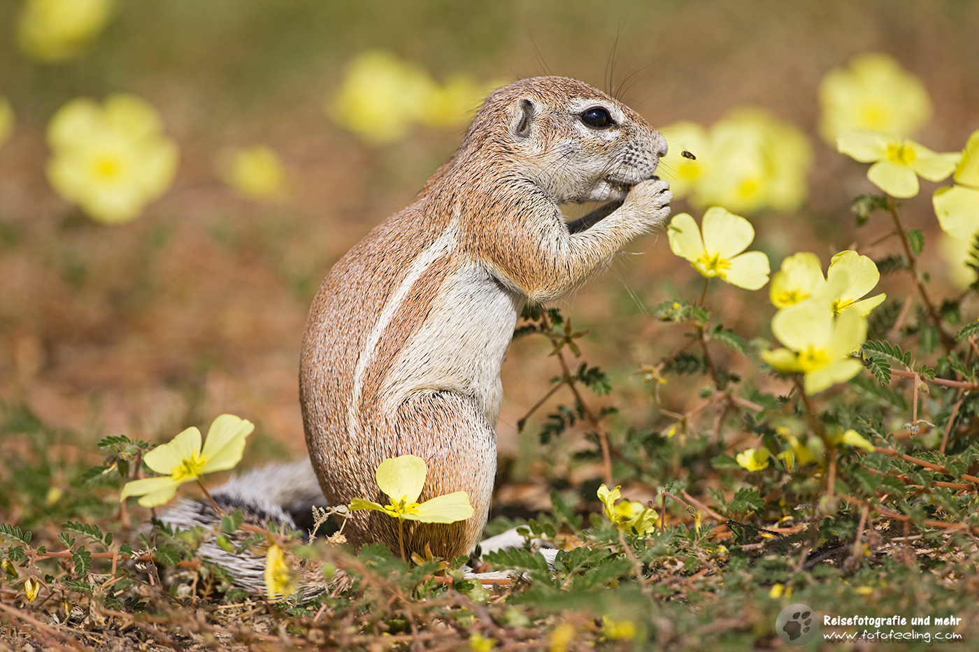 Afrikanisches Borstenhörnchen (Xerus)