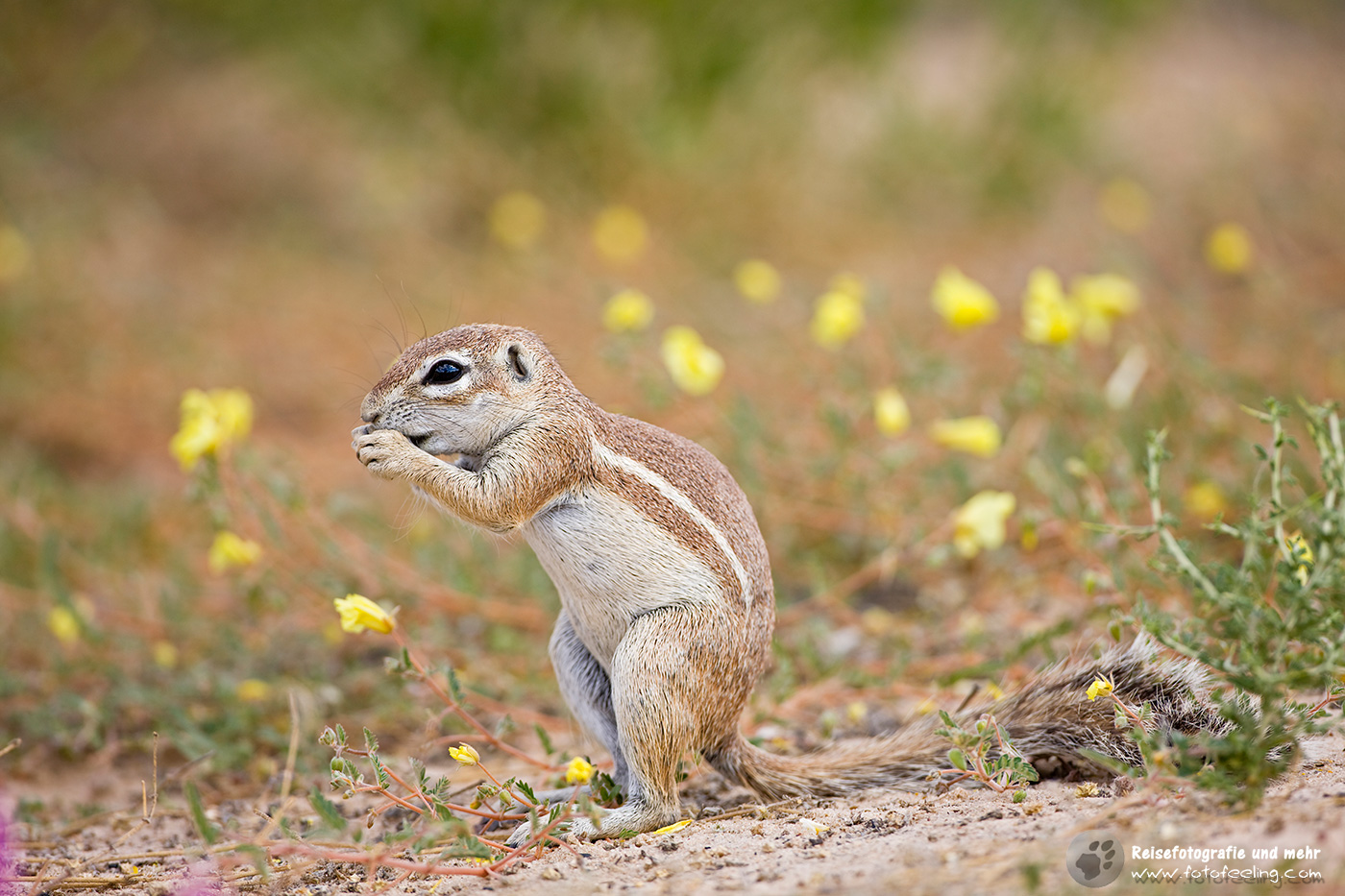 Afrikanisches Borstenhörnchen (Xerus)