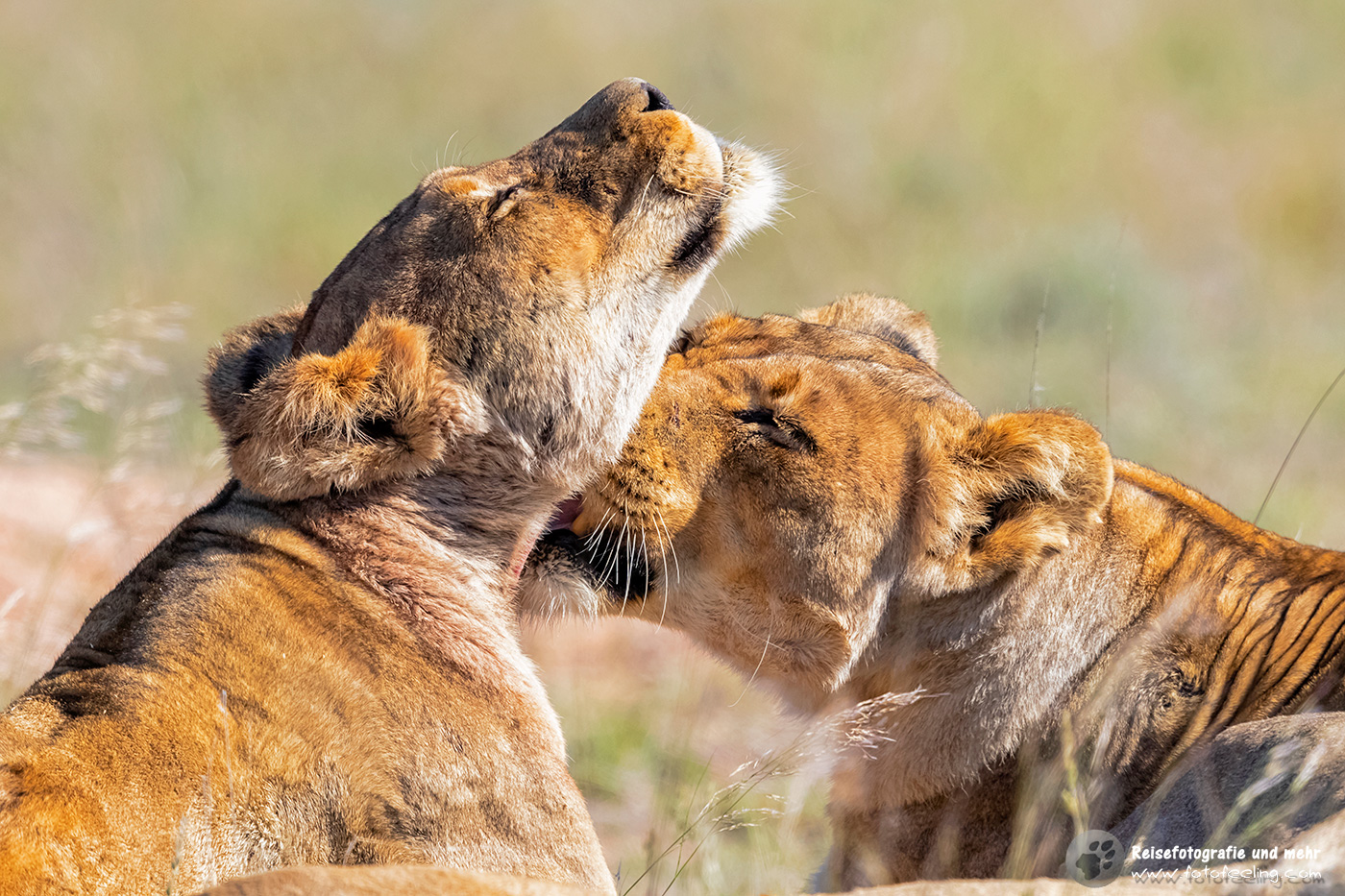 Löwinin bei der gegenseitigen Fellpflege