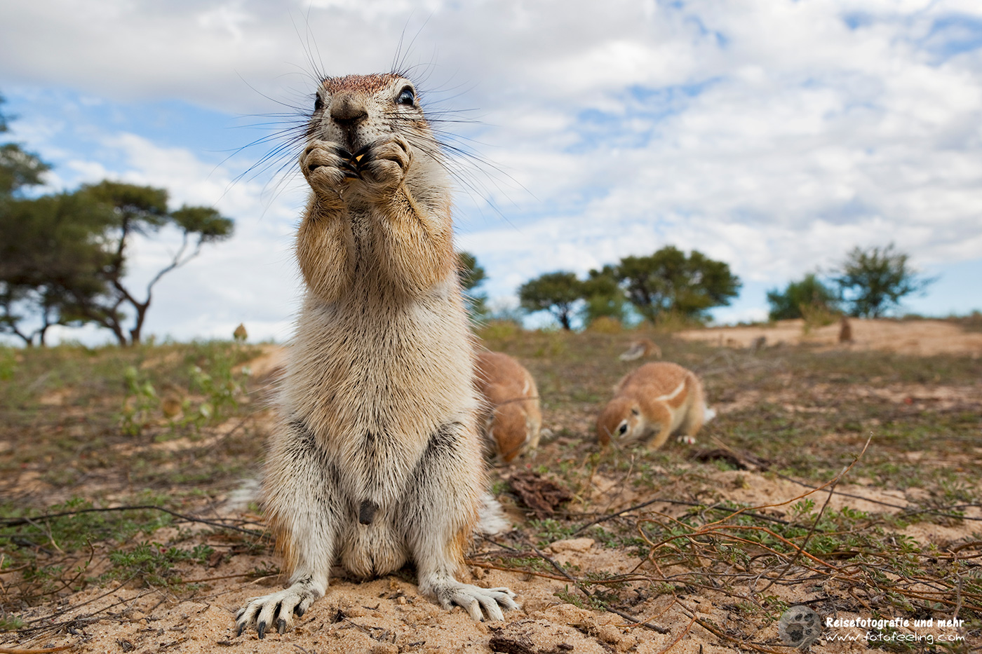 Neugierige Afrikanische Borstenhörnchen (Xerus rutilus)