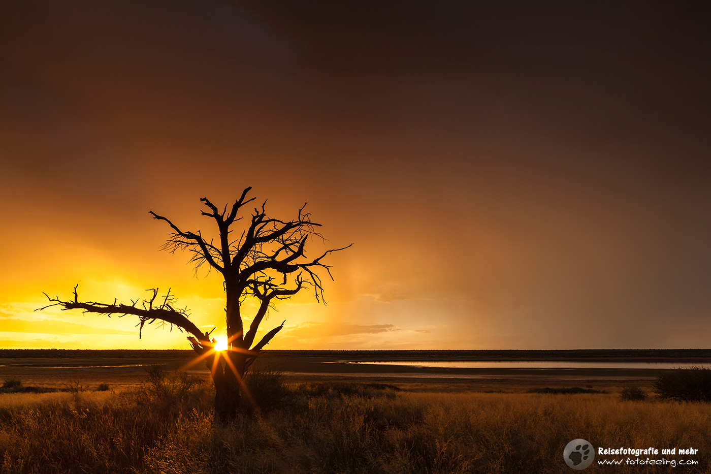 Toter Baum an der Mabuasehube Pan