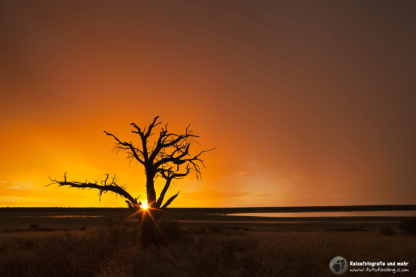 Toter Baum an der Mabuasehube Pan