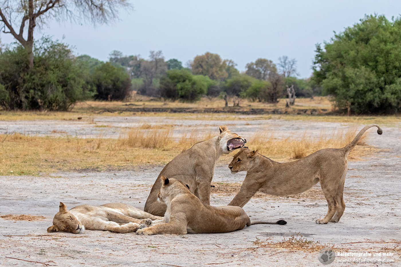 Müde Löwen, Lion (Panthera leo)