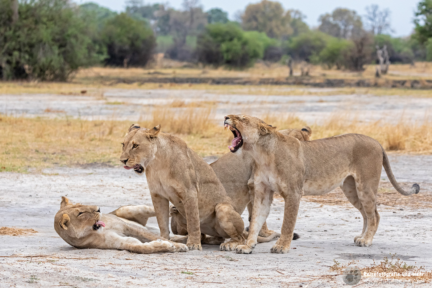 Müde Löwen, Lion (Panthera leo)
