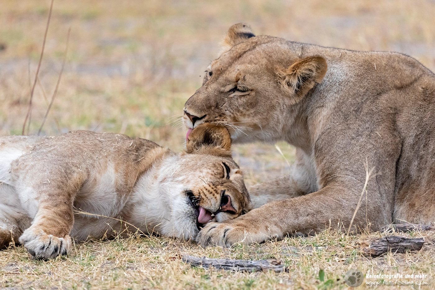 Löwen, Lion (Panthera leo) beim Putzen