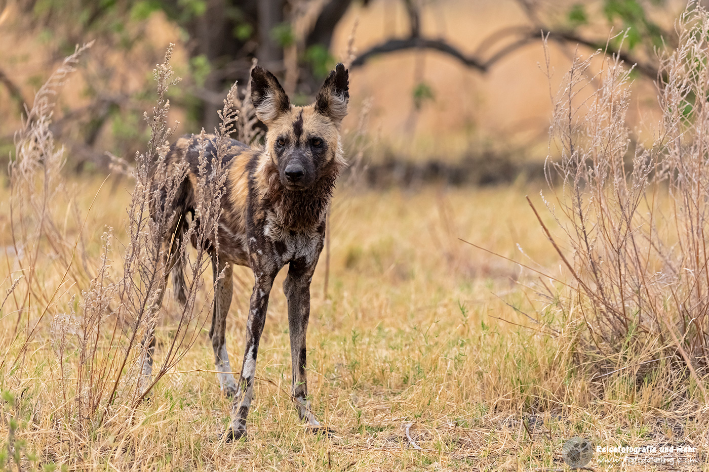 Afrikanischer Wildhund (Lycaon pictus)