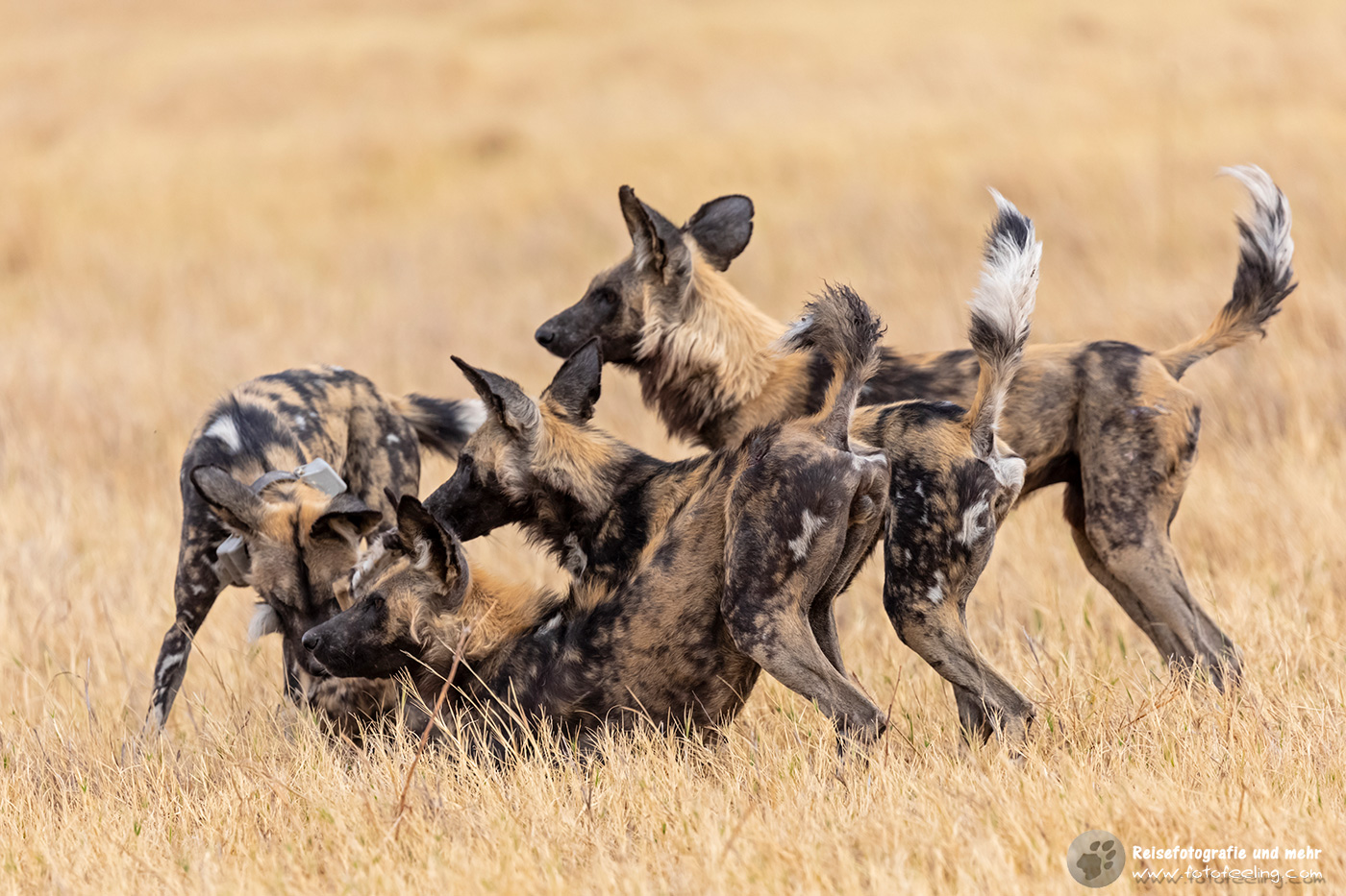 Spielende Afrikanische Wildhunde (Lycaon pictus)